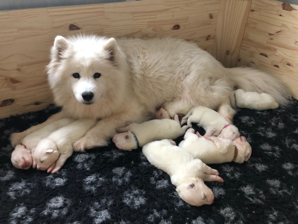 chiot Samoyède Des P’tits Loulous Du Pin