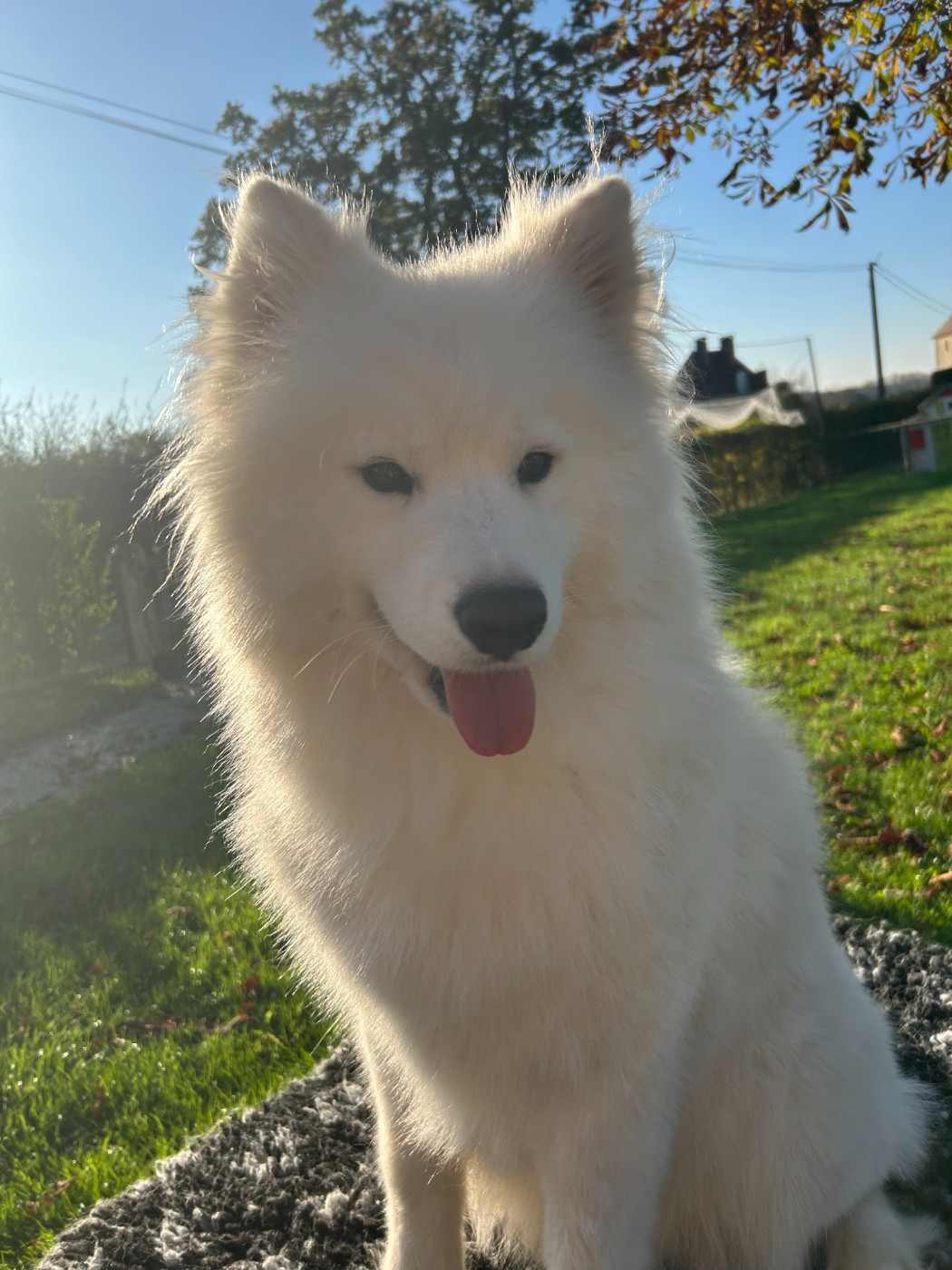 Uskaya Des P’tits Loulous Du Pin