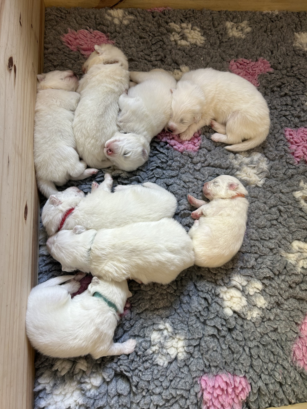 Des P’tits Loulous Du Pin - Samoyède - Portée née le 28/02/2026