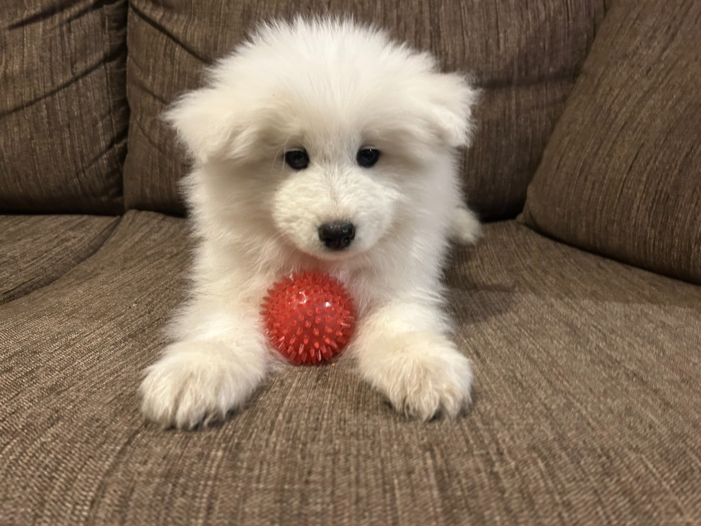 Des P’tits Loulous Du Pin - Chiots disponibles - Samoyède