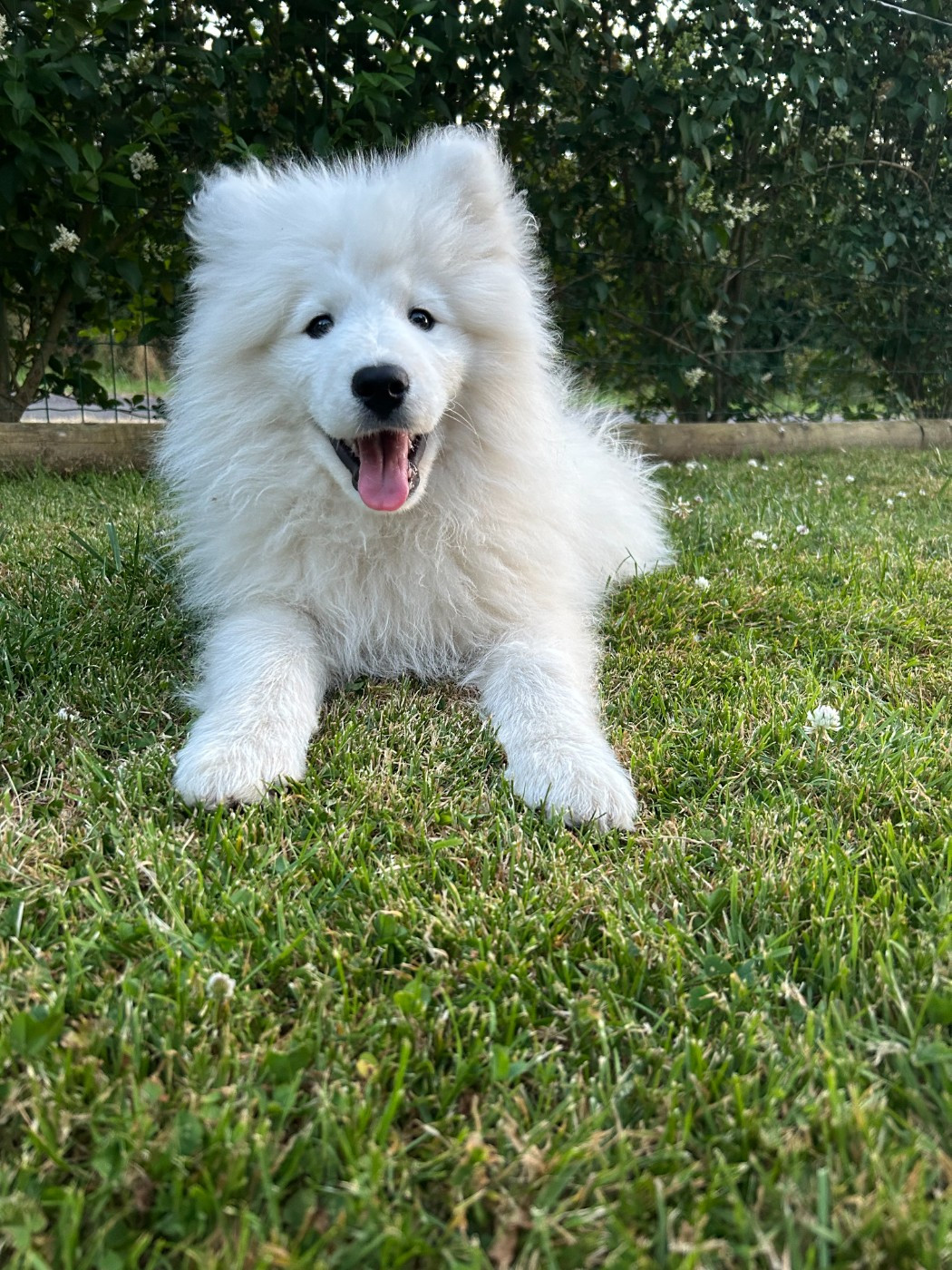 Des P’tits Loulous Du Pin - Chiots disponibles - Samoyède
