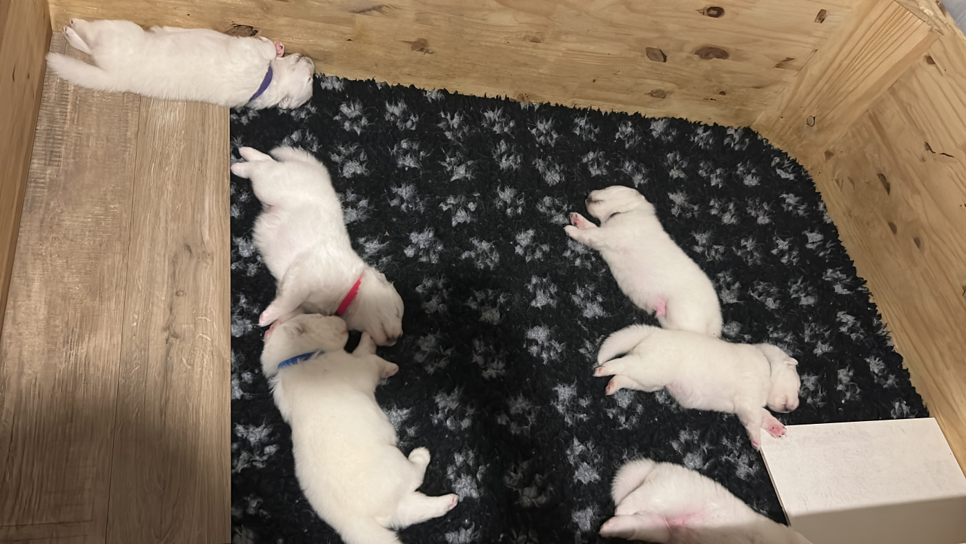 Des P’tits Loulous Du Pin - Chiots disponibles - Samoyède