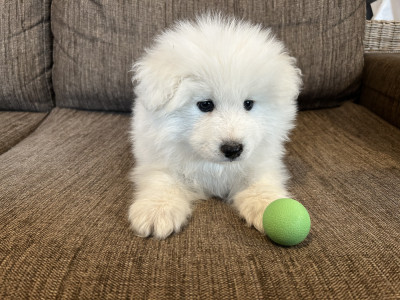 Chiot collier Vert