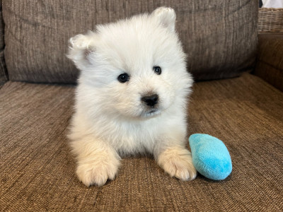 Chiot collier Bleu