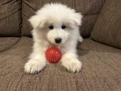 Chiot collier Rouge